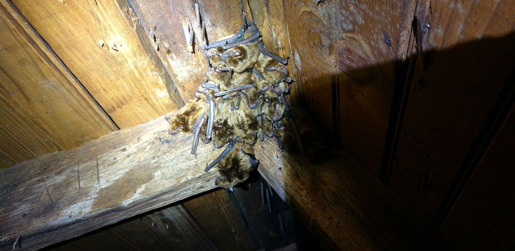 A pile of feces found in pest infested attic